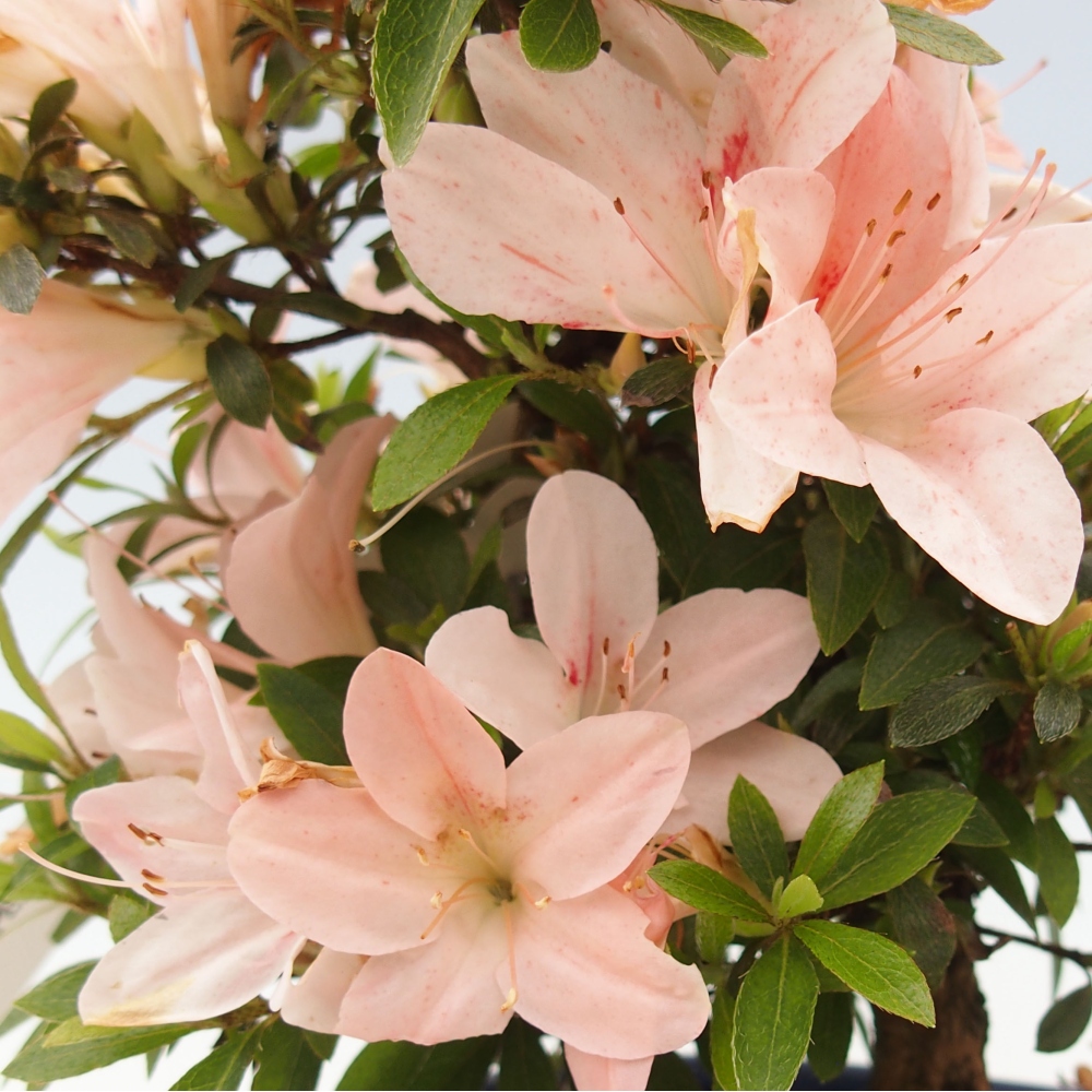 Outdoor bonsai - Japanese azalea - Azalea Nikko