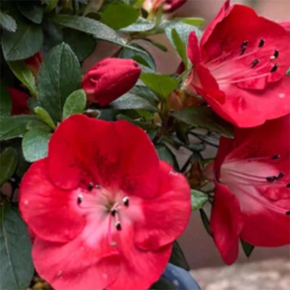 Outdoor bonsai - Japanese Azalea - Azalea Benibeni