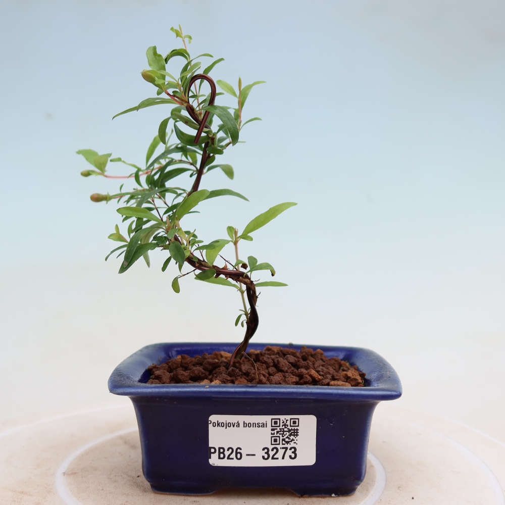 Room bonsai-PUNICA granatum nana-Granate apple