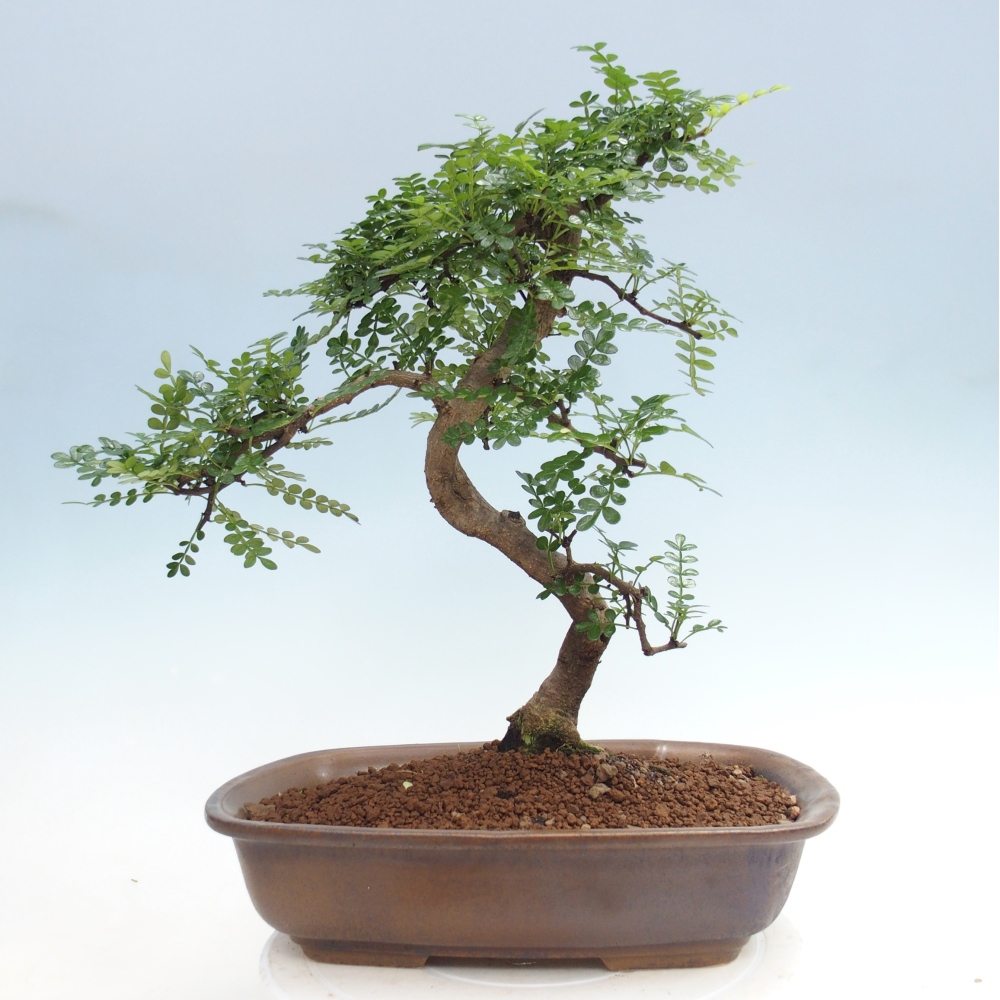Room bonsai - Zantoxylum piperitum - pepper tree