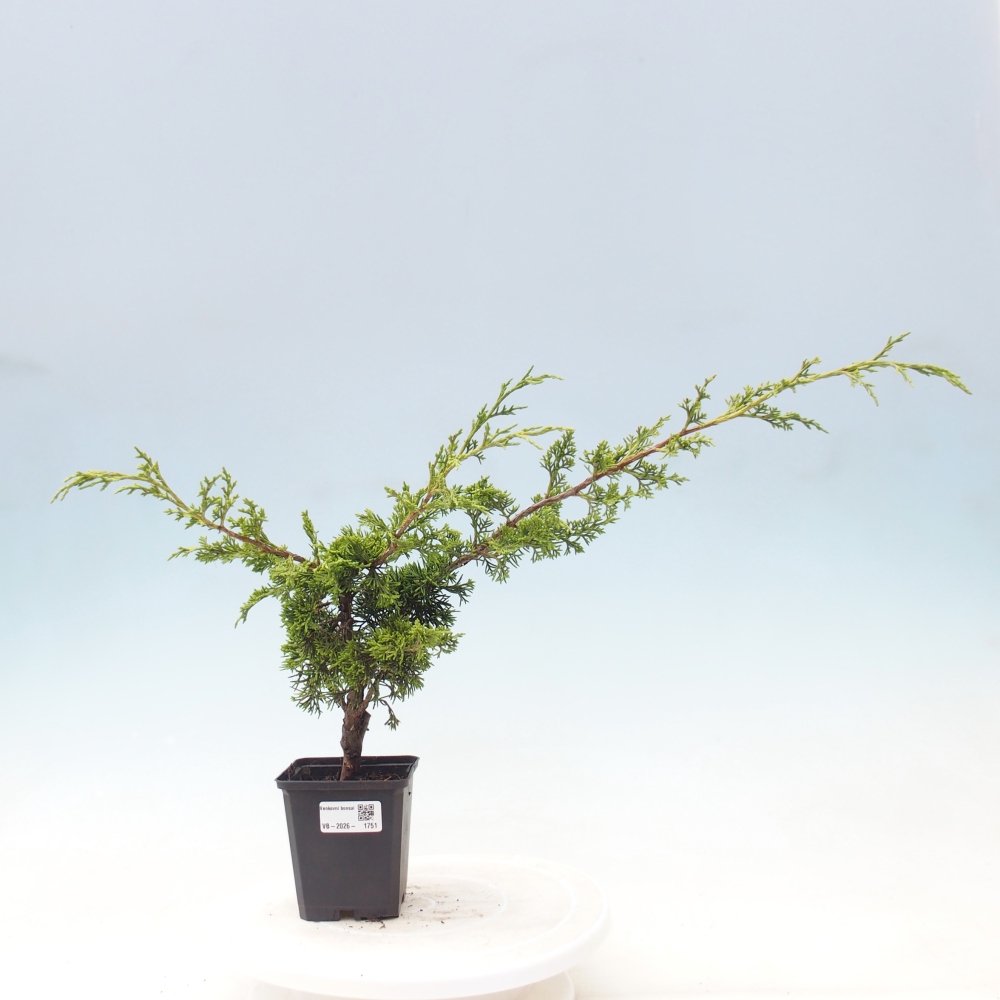 Outdoor bonsai - Juniperus chinensis Itoigawa