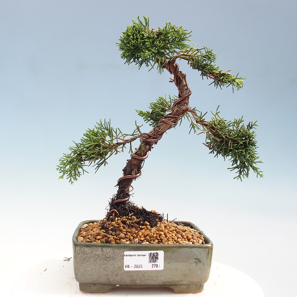 Outdoor bonsai - Juniperus chinensis Kishu - Chinese Juniper