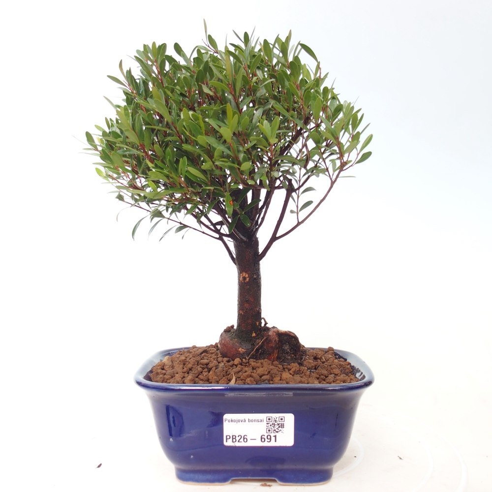 Room bonsai - Syzygium - Pimento
