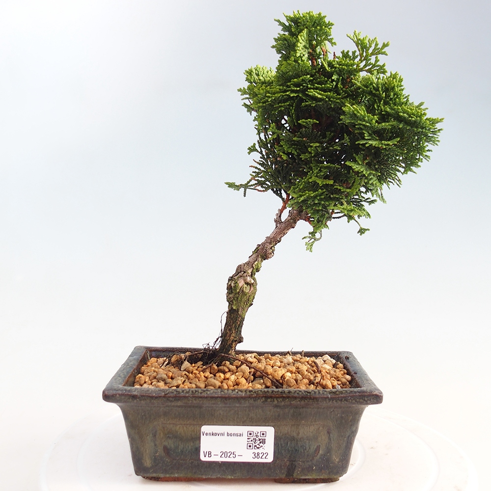 Outdoor bonsai - Cham.pis obtusa Nana Gracilis - Cypress
