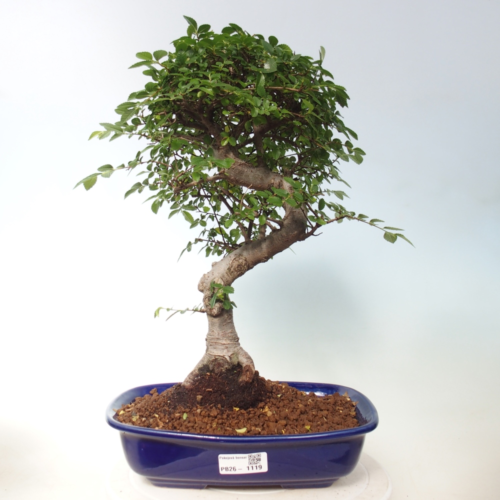 Room bonsai - Ulmus parvifolia - Small-leaved elm