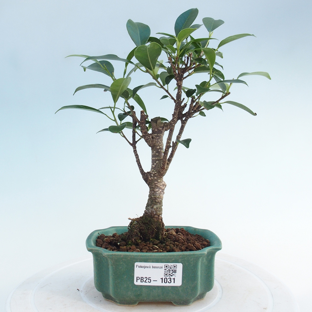 Indoor bonsai - Small-leaved ficus - Ficus kimmen