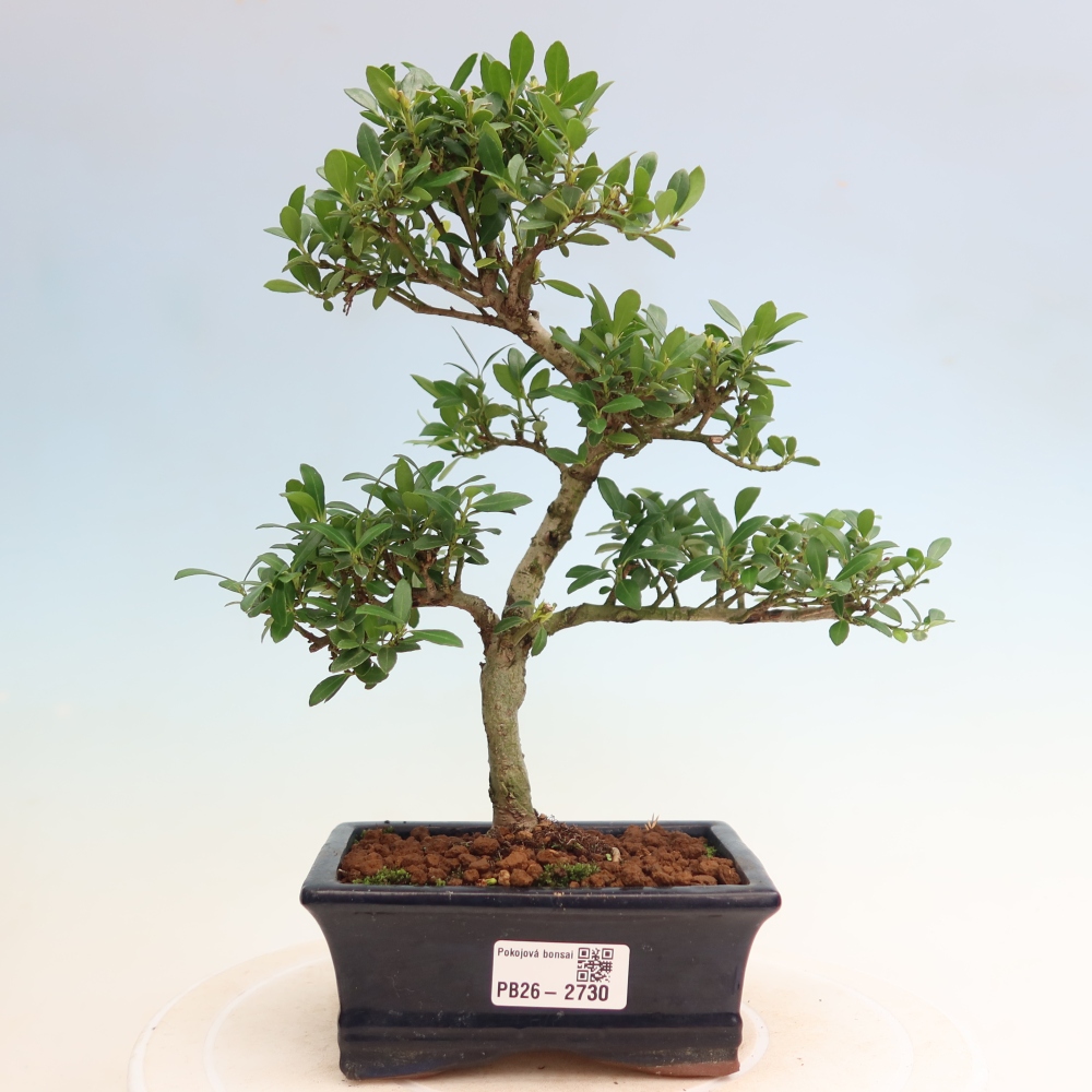 Room bonsai - Ilex crenata - Holly