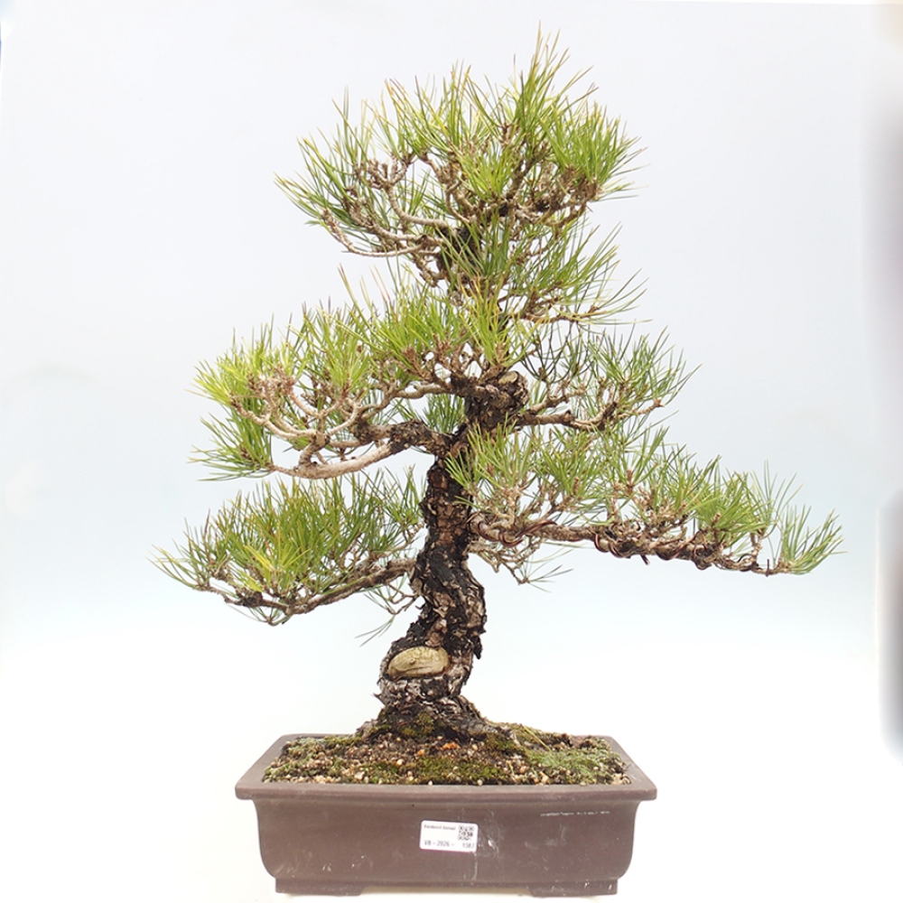 Outdoor bonsai - Pinus thunbergii - Thunberg pine