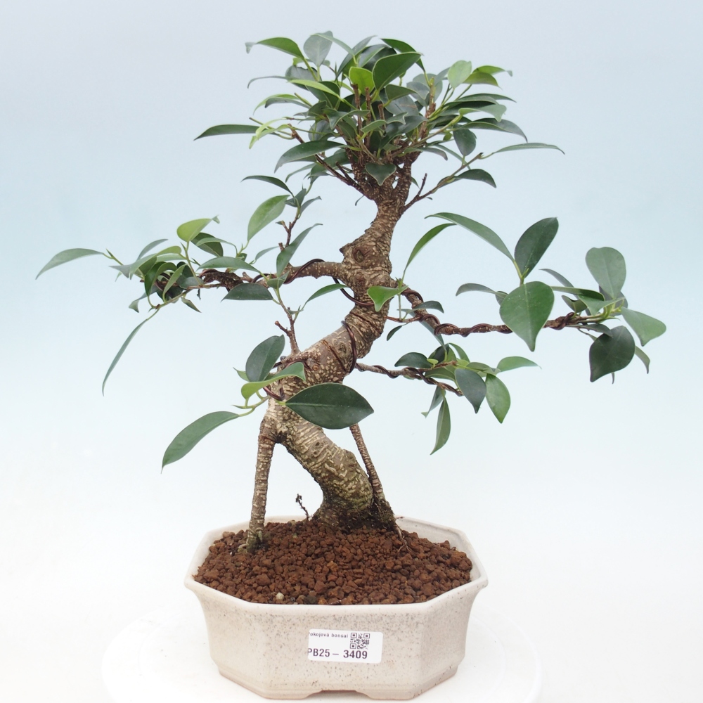 Room bonsai - Ficus retusa - small-leaved ficus