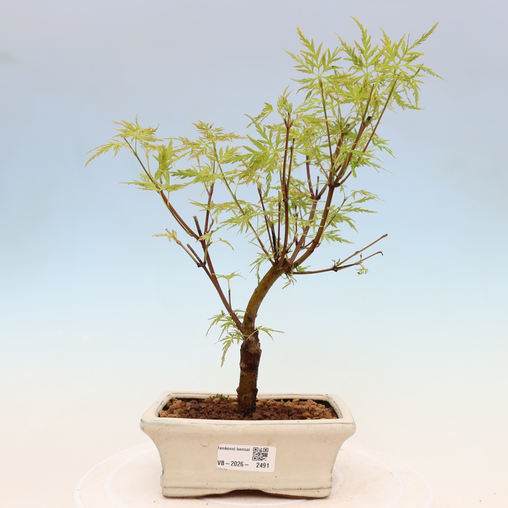 Outdoor Bonsai - Acer palmatum Dissectum - Japanese Maple 