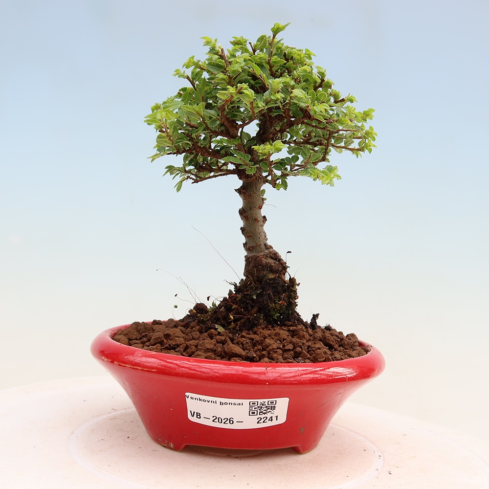 Outdoor Bonsai - Ulmus parvifolia 'Sagei' - Small-leaved Elm