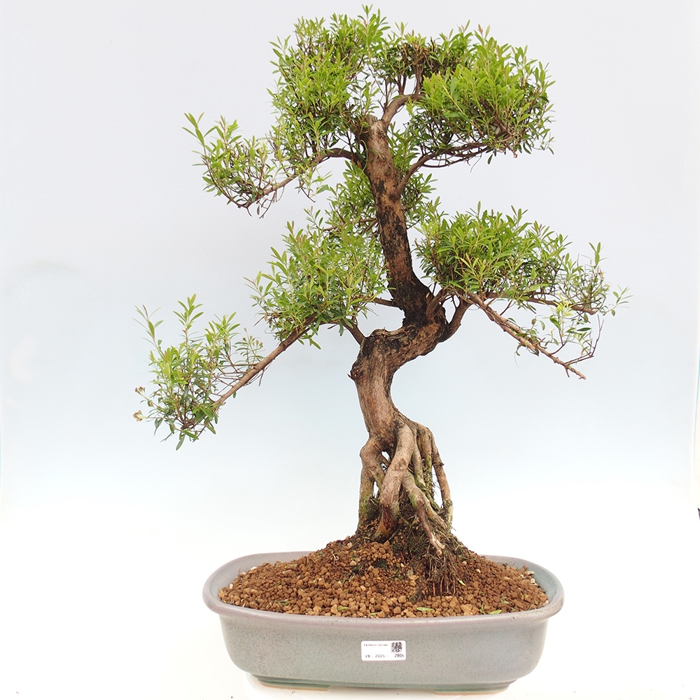 Indoor bonsai - Syzygium - Pimento - PERSONAL COLLECTION ONLY or pallet transport
