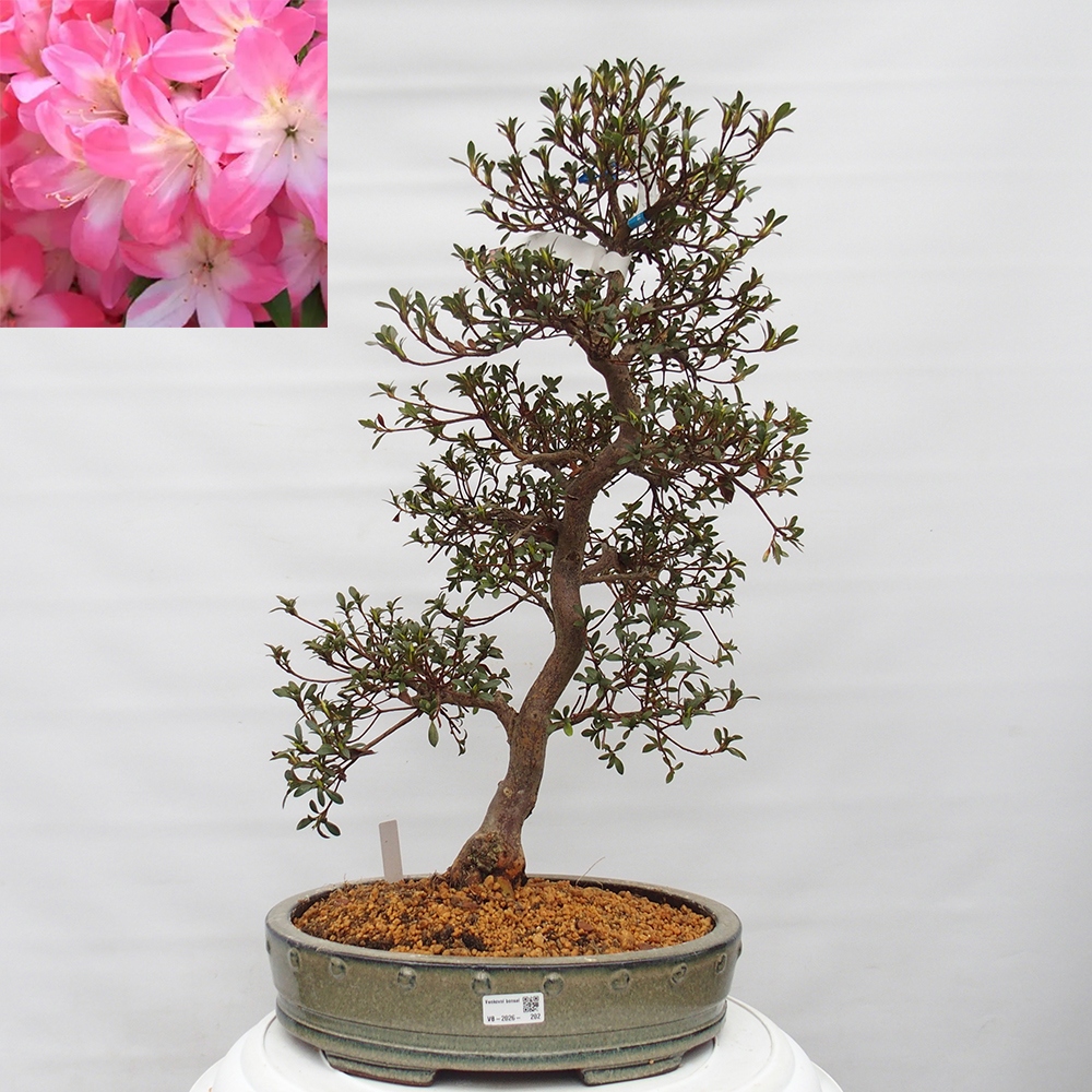 Outdoor bonsai - Japanese Azalea - Azalea Akari