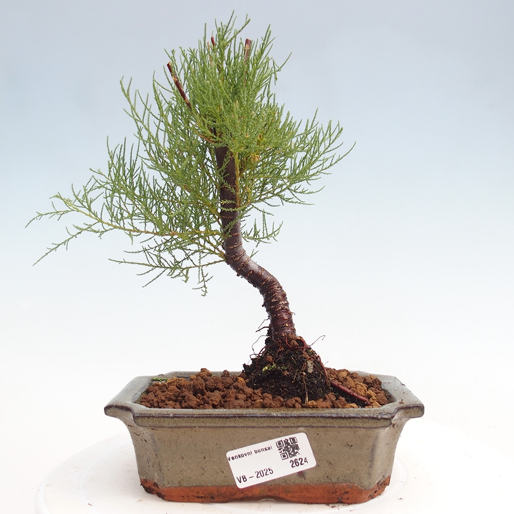 Outdoor bonsai - Tamarix - Tamarix