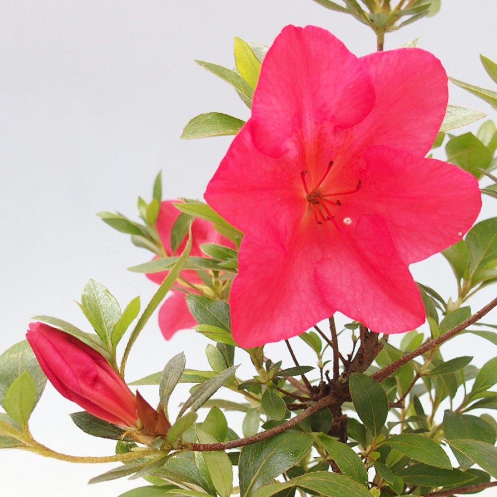 Outdoor bonsai - Japanese azalea - Azalea Saien