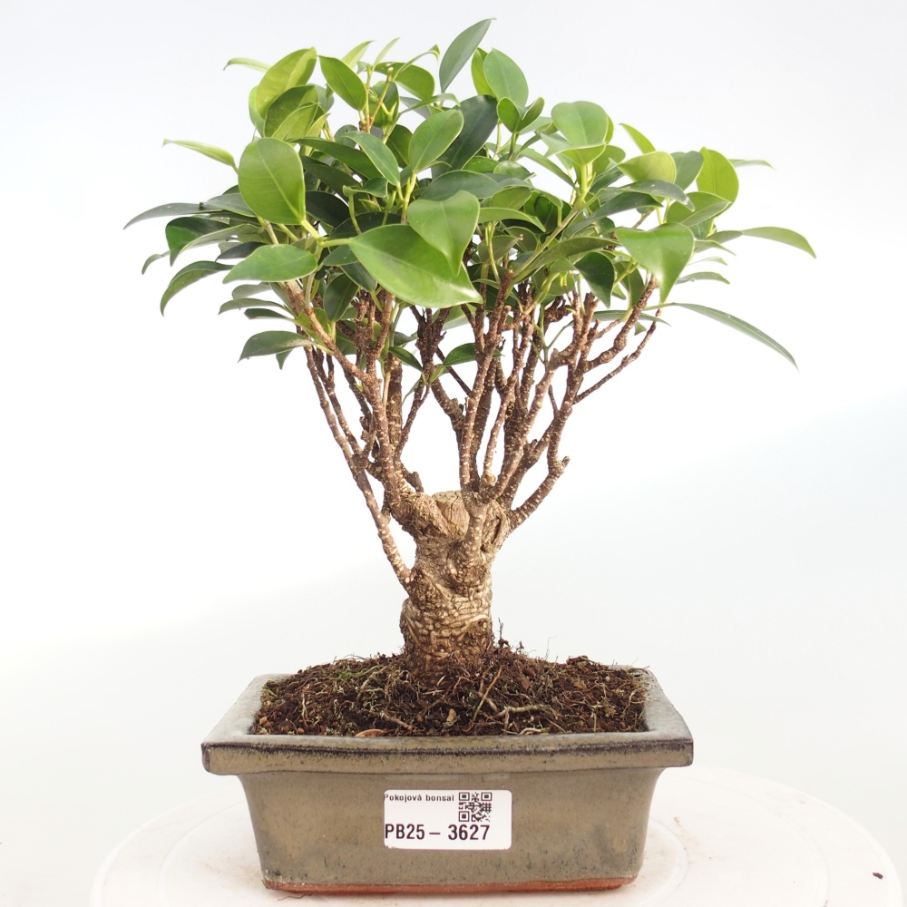 Indoor bonsai - Ficus retusa - small-leaved ficus