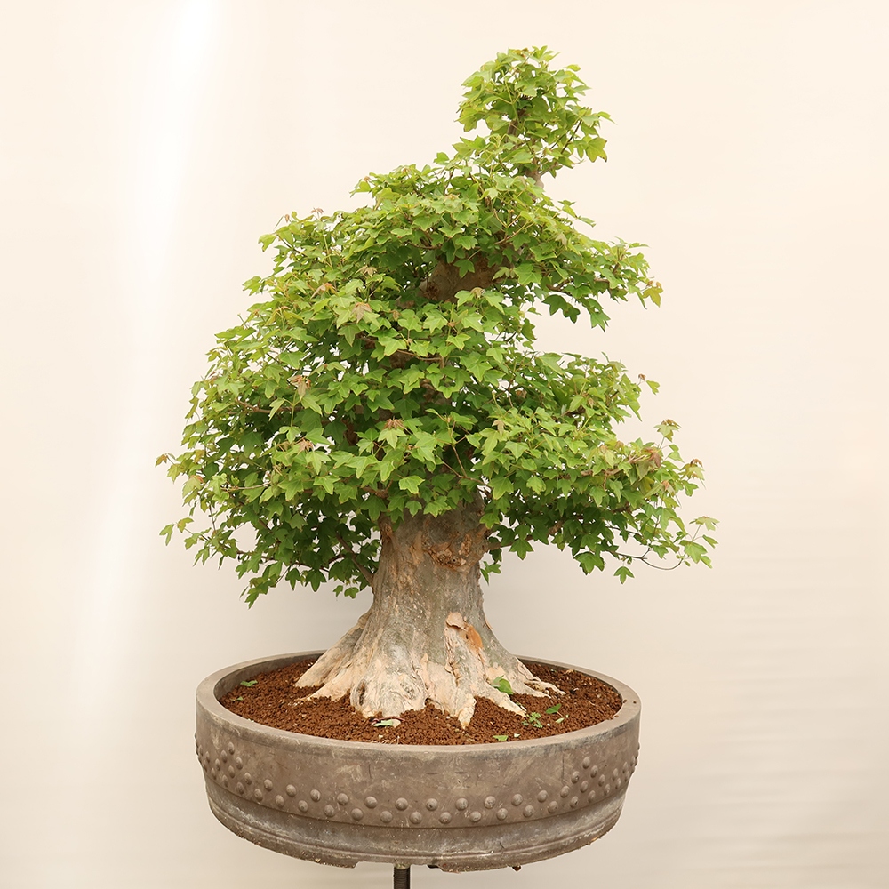 Outdoor bonsai - Maple Burger - Acer Burgerianum