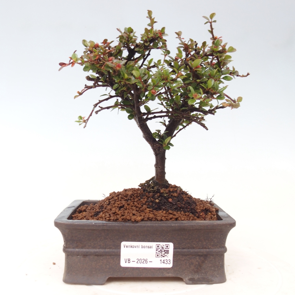 Outdoor bonsai - Cotoneaster horizontalis - Rocky Mountain