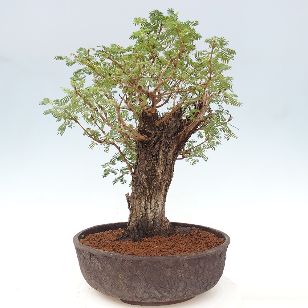 Indoor bonsai - Akacia Arabica