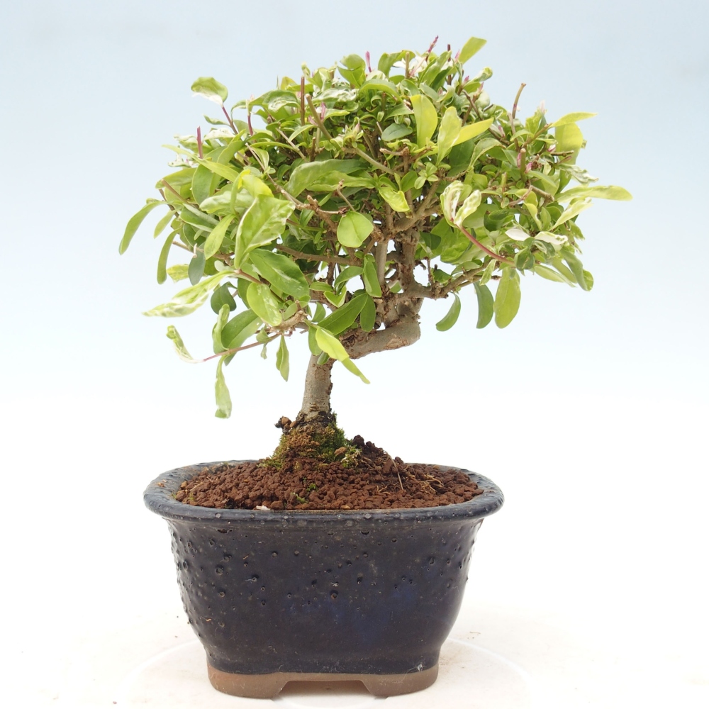 Outdoor bonsai - Ligustrum obtusifolium - Dull-leaved bird's-bill