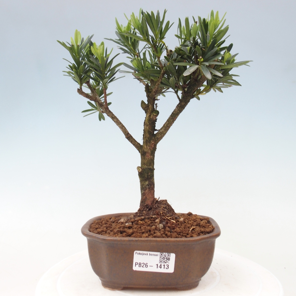 Room bonsai - Podocarpus - Stone Yew