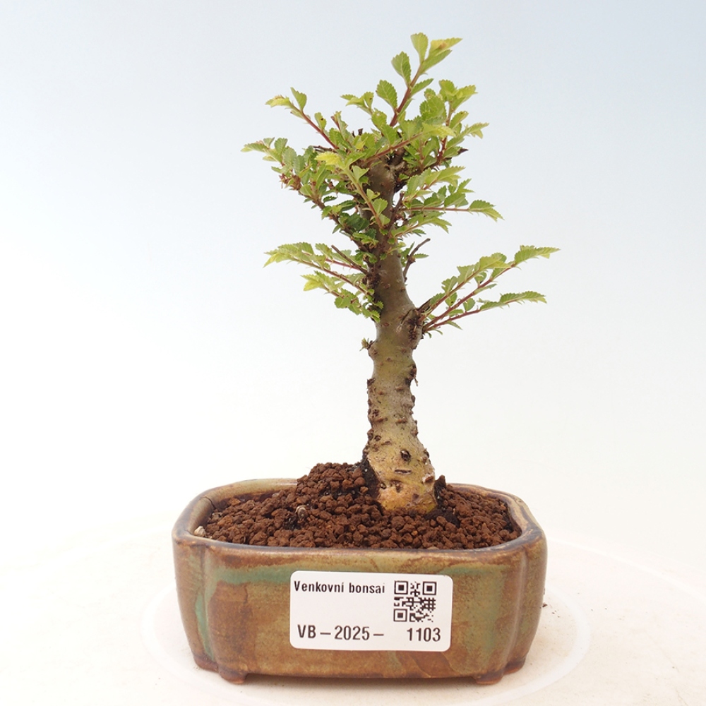 Outdoor bonsai - Ulmus parvifolia Sagei - Small-leaved elm