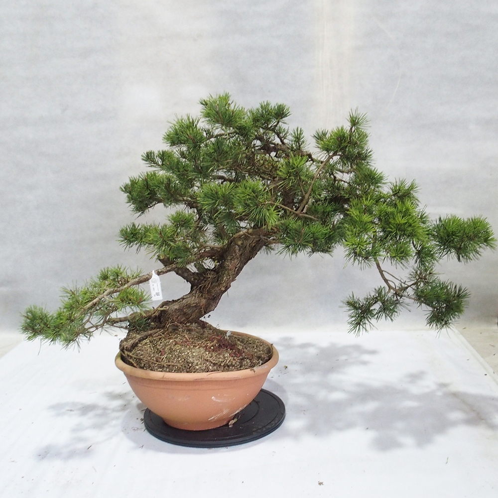 Yamadori - Pinus sylvestris 
