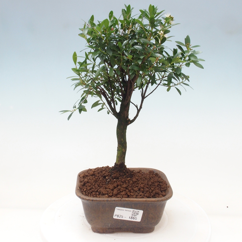 Room bonsai - Syzygium - Pimentovník