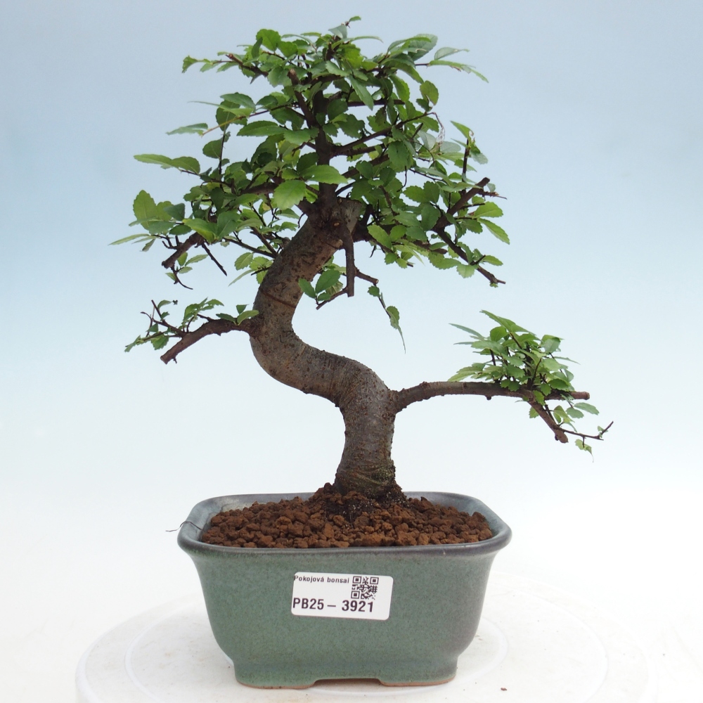 Room bonsai - Ulmus parvifolia - Small-leaved elm