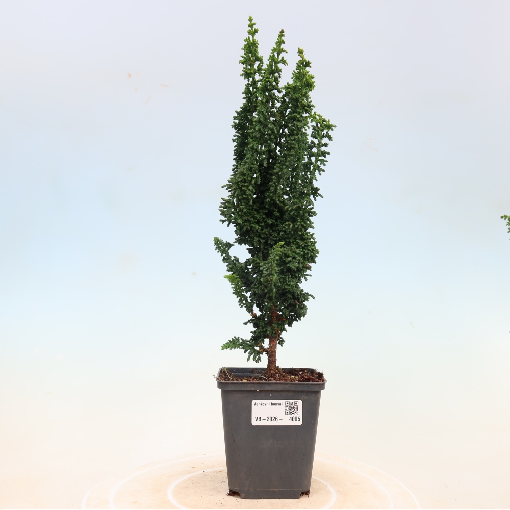 Outdoor bonsai - Cham. obtusa SEKKA HINOKI - Cypress