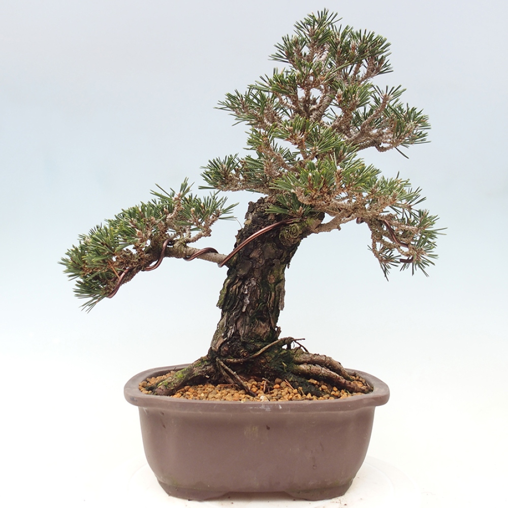 Outdoor bonsai - Pinus thunbergii Kotobuki - Thunberg pine
