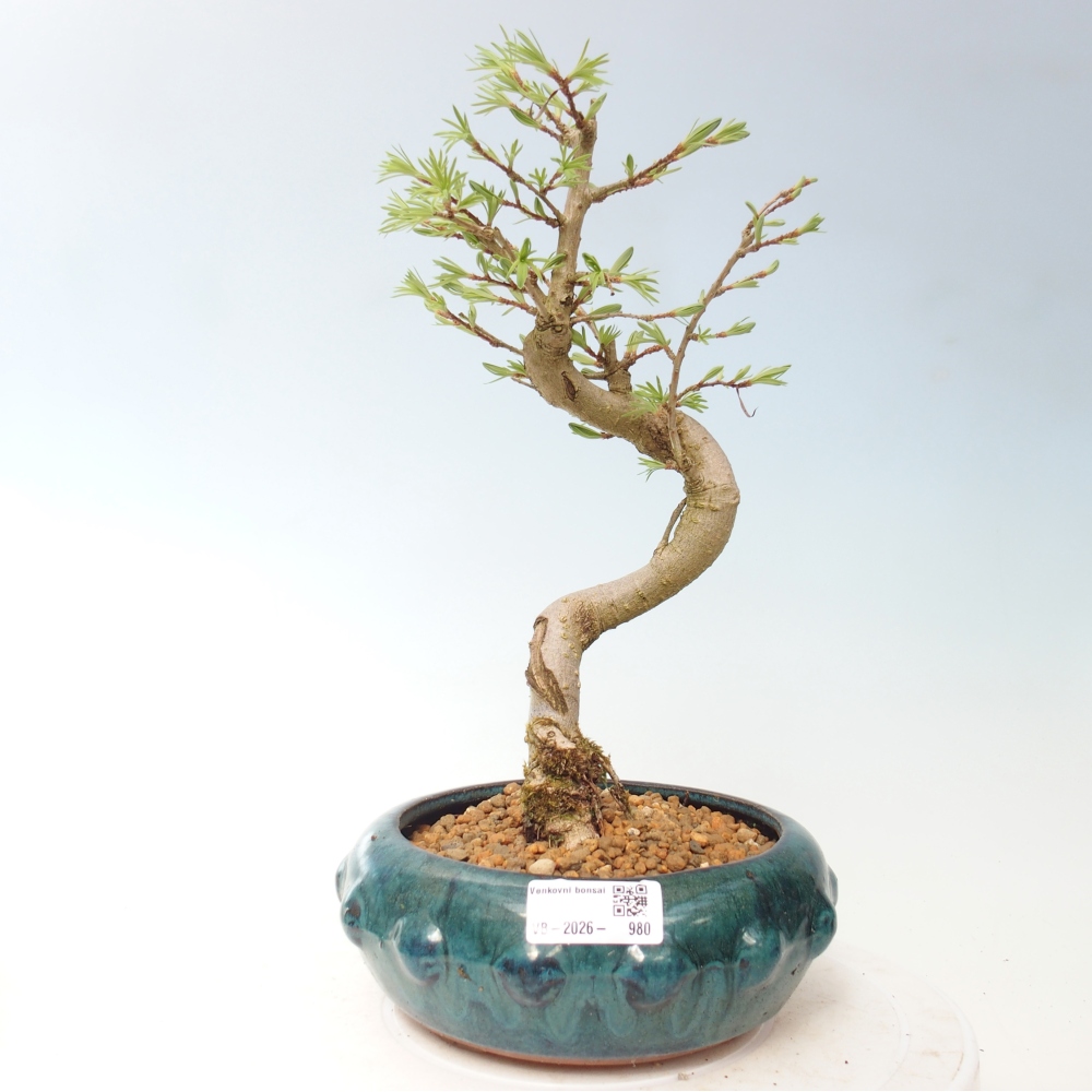 Outdoor bonsai -Pseudolarix amabis-Pseudolarix amabis