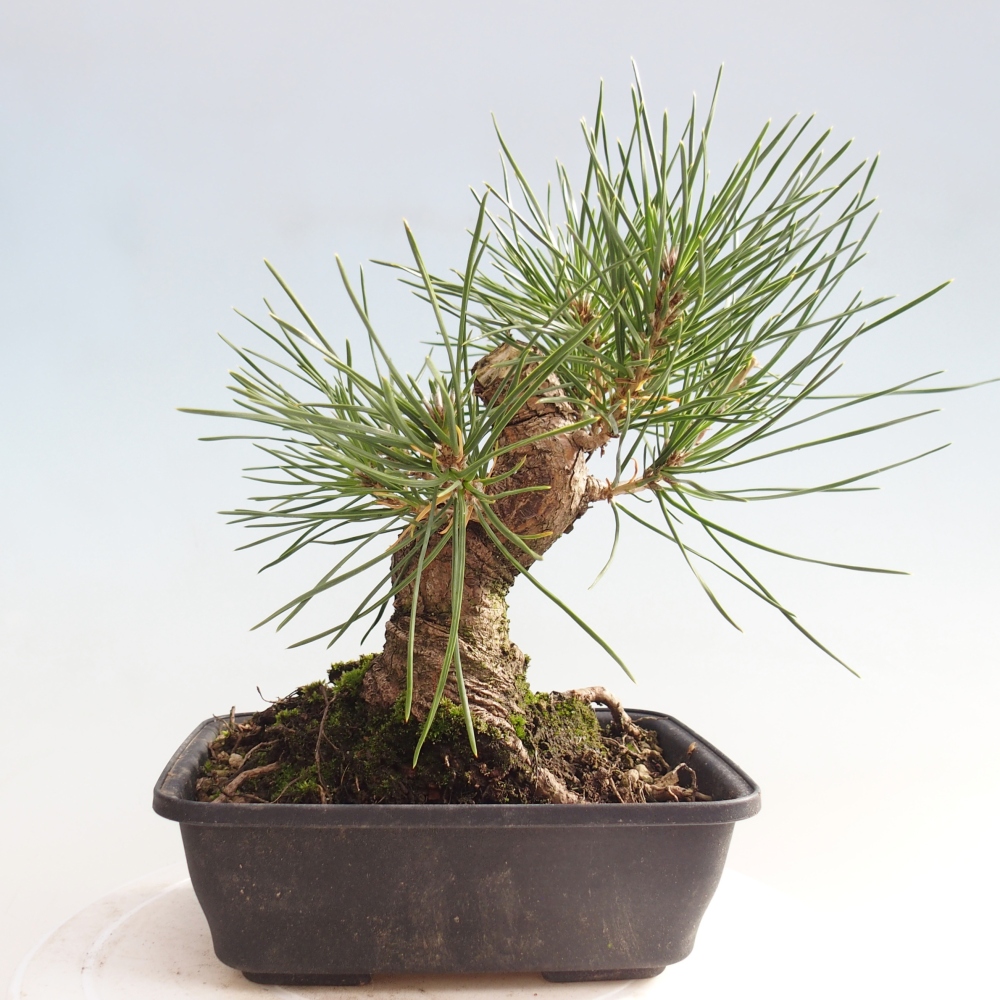 Outdoor bonsai - Pinus thunbergii - Thunberg pine