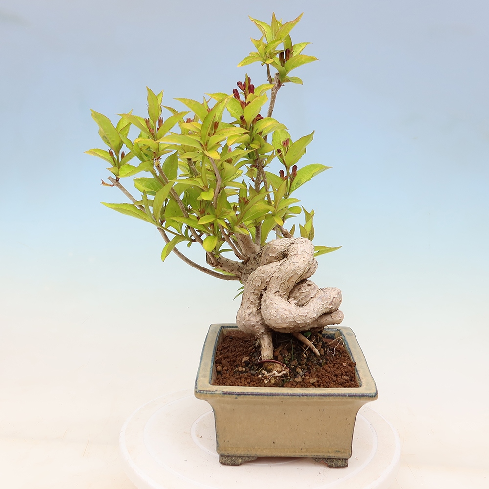 Outdoor Bonsai - Weigela subsessilis - Korean Weigela