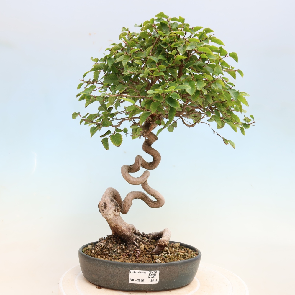 Outdoor bonsai -Carpinus CARPINOIDES - Korean Hornbeam