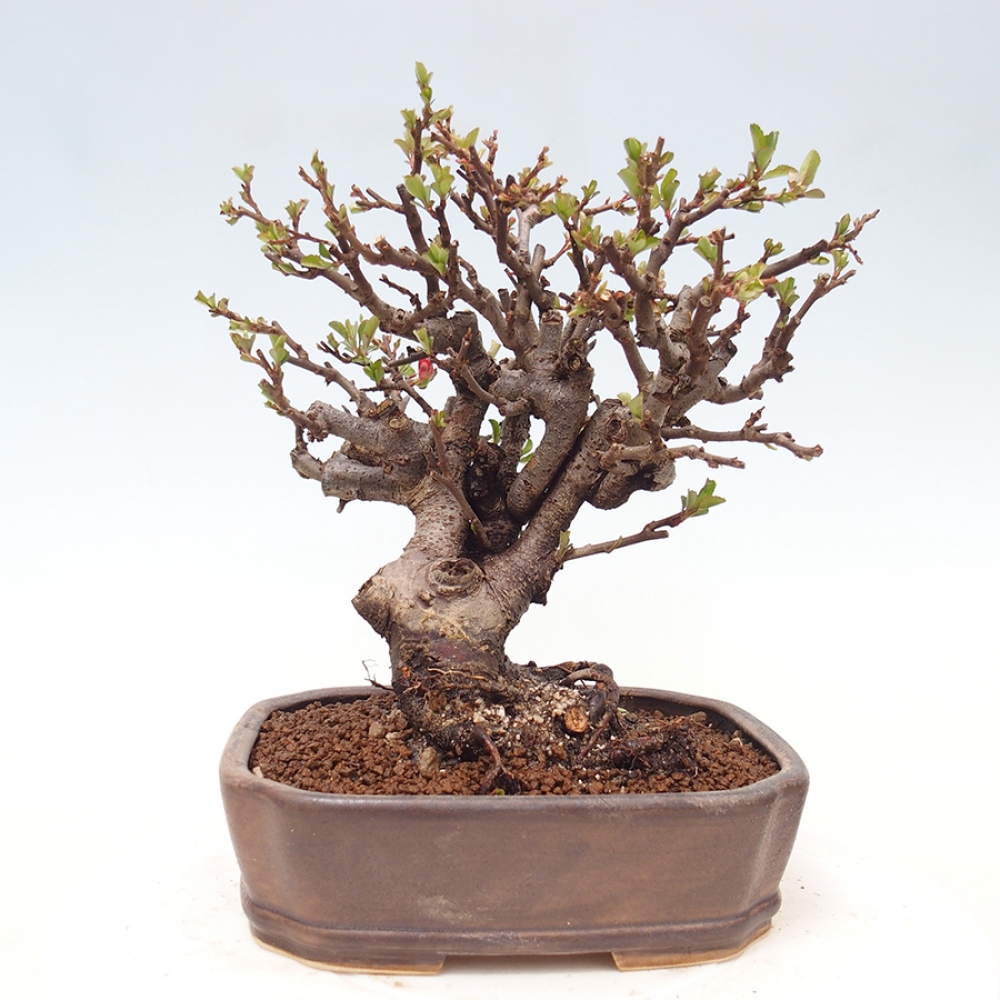 Outdoor bonsai - Chaneomeles speciosa - Quince