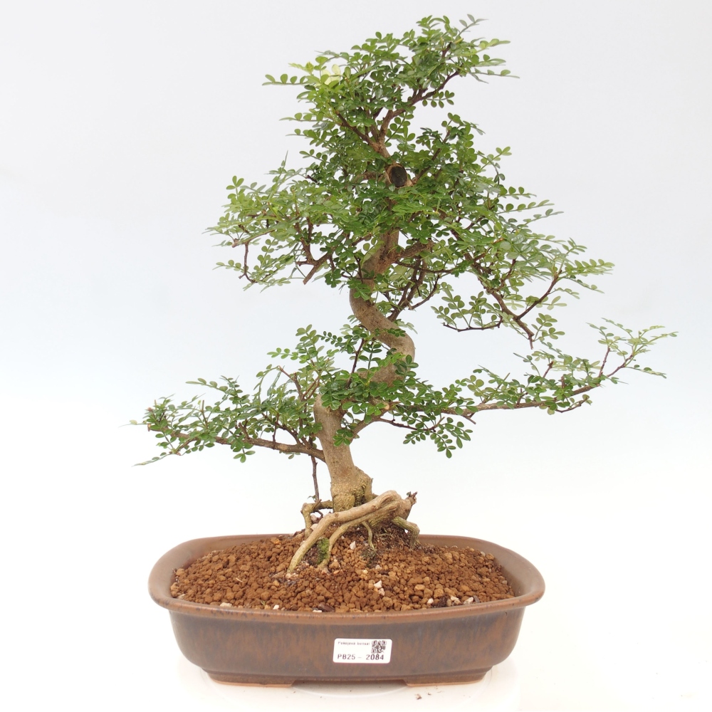 Indoor bonsai - Zantoxylum piperitum - Peppermint