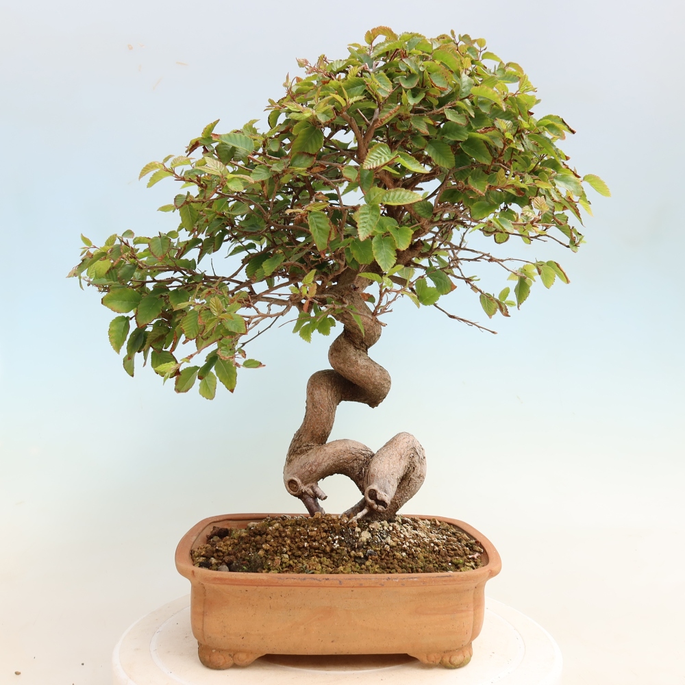 Outdoor bonsai -Carpinus CARPINOIDES - Korean Hornbeam