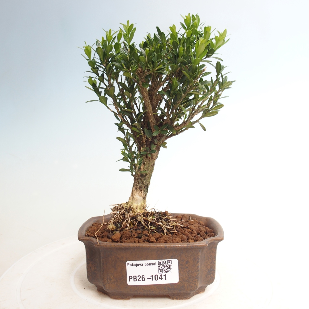Room bonsai - Buxus harlandii - cork buxus