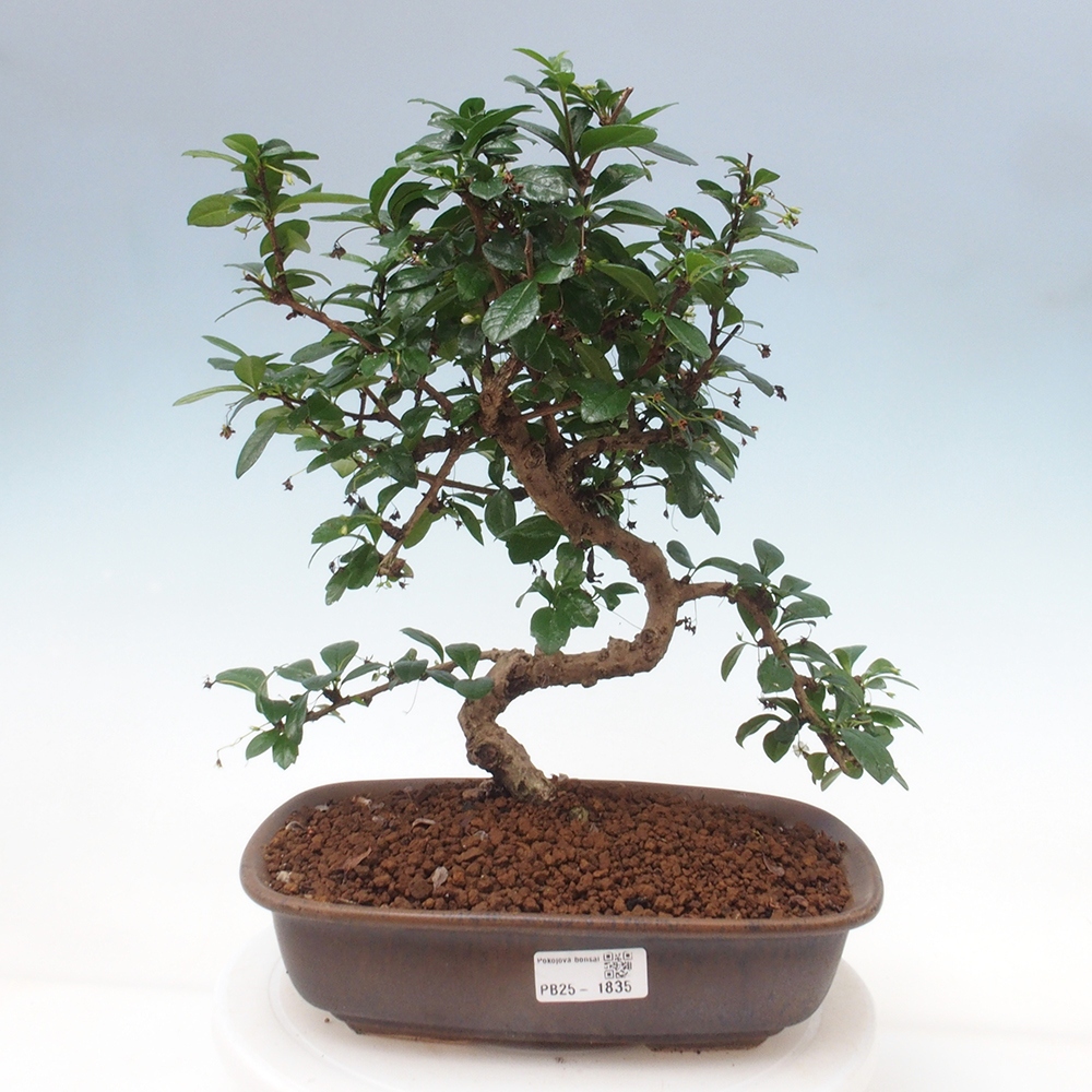 Room bonsai - Carmona macrophylla - Tea fuki