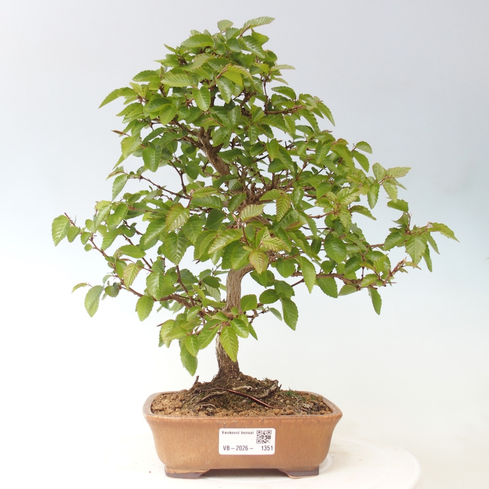 Outdoor bonsai -Carpinus CARPINOIDES - Korean Hornbeam