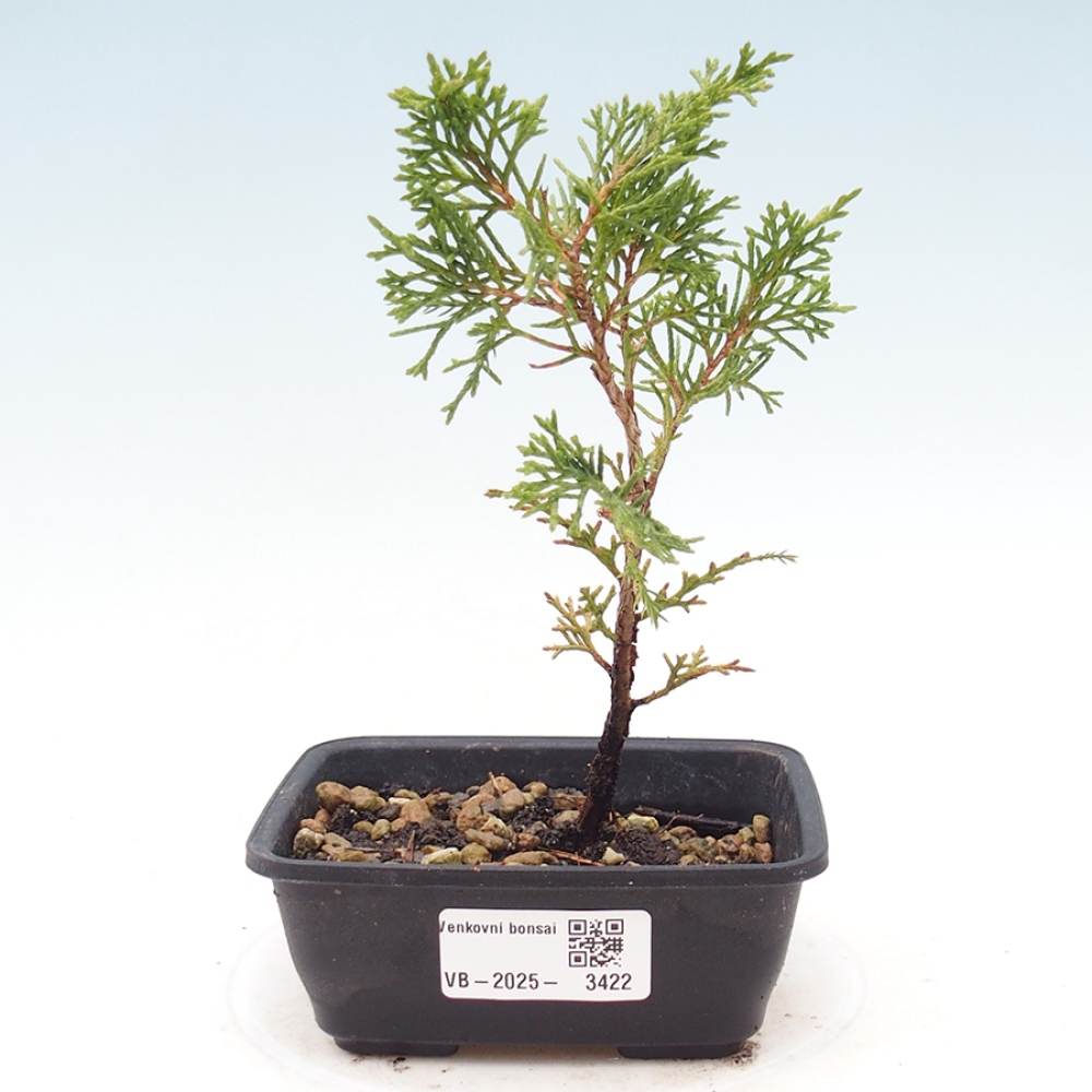 Outdoor bonsai - Juniperus chinensis Itoigawa
