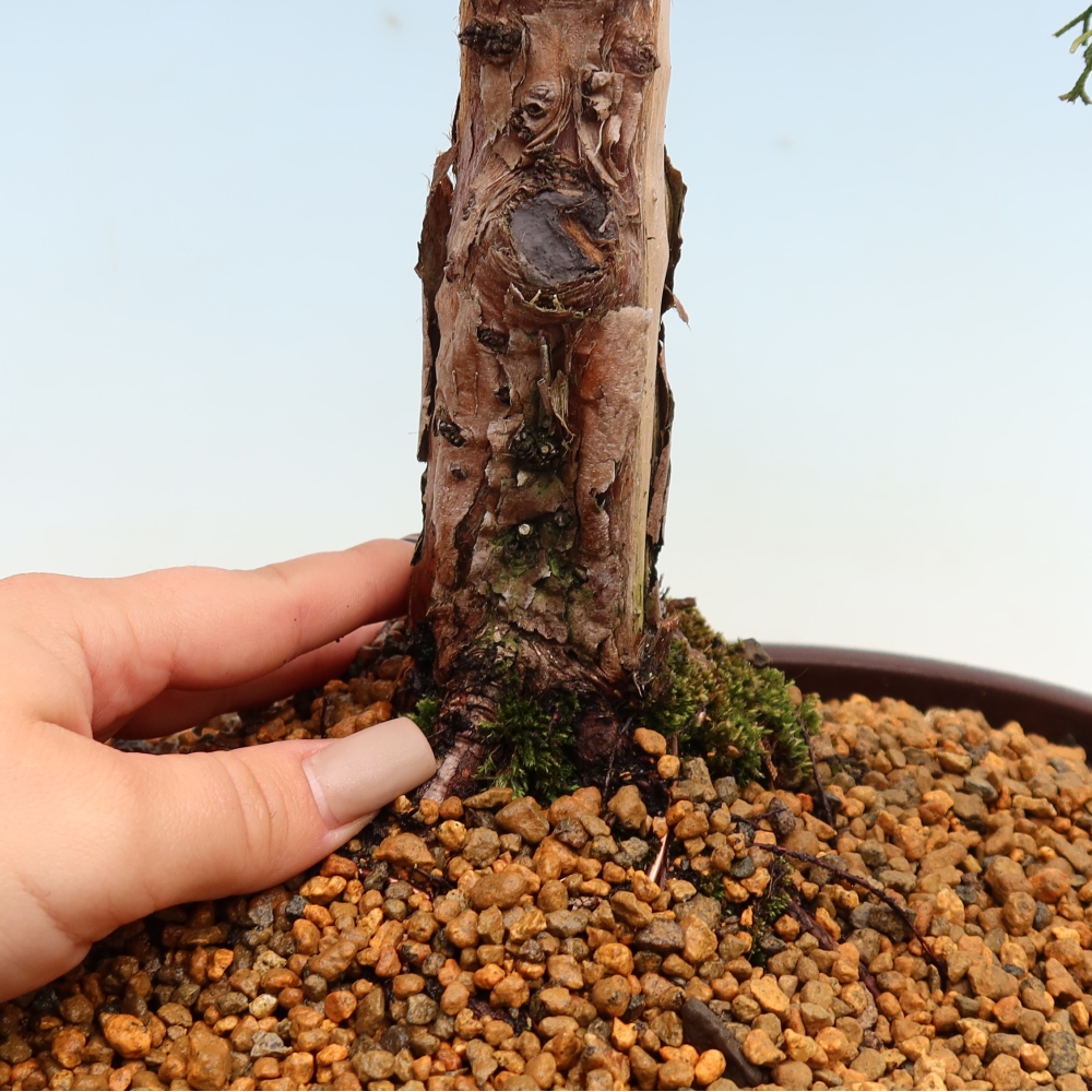 Outdoor bonsai - Juniperus chinensis Kishu