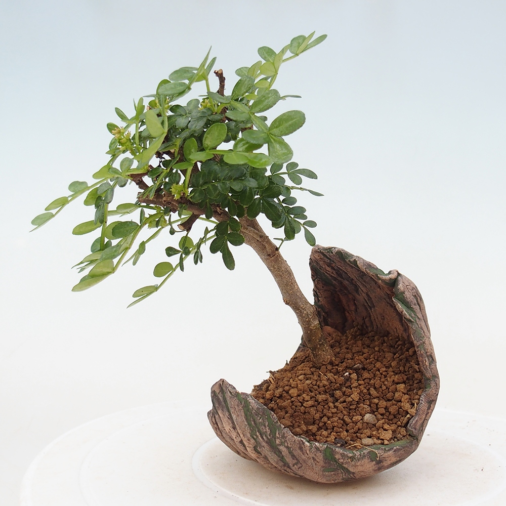 Room bonsai - Zantoxylum piperitum - pepper tree