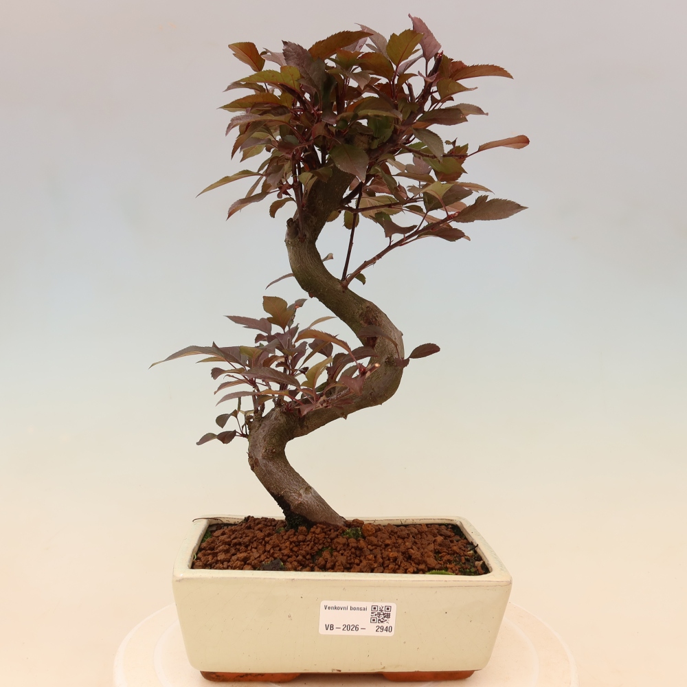 Outdoor bonsai - Malus domestica - Small-fruited red-leaved apple tree