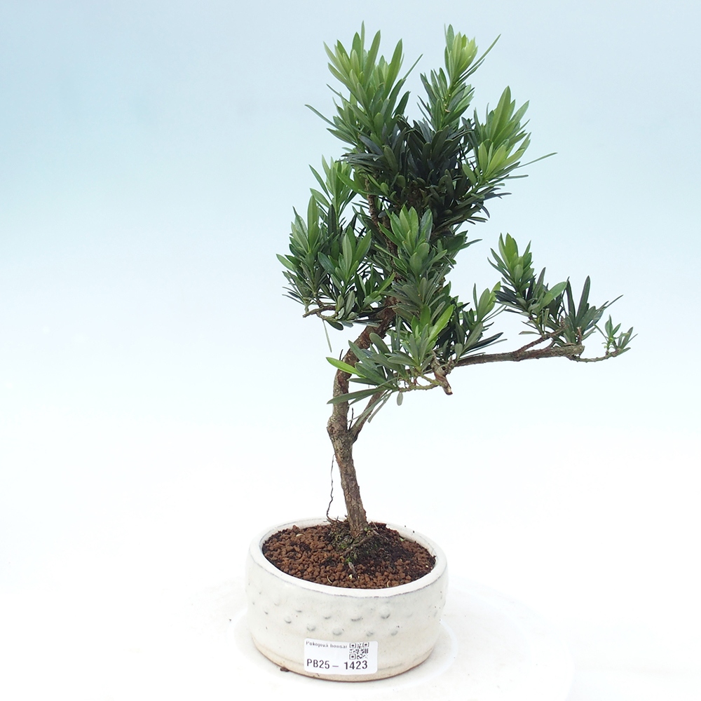 Indoor bonsai - Podocarpus - Stone thous