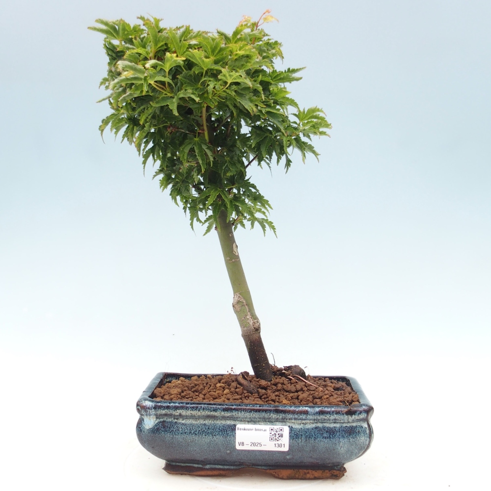 Outdoor bonsai - Acer palmatum Shishigashira maple