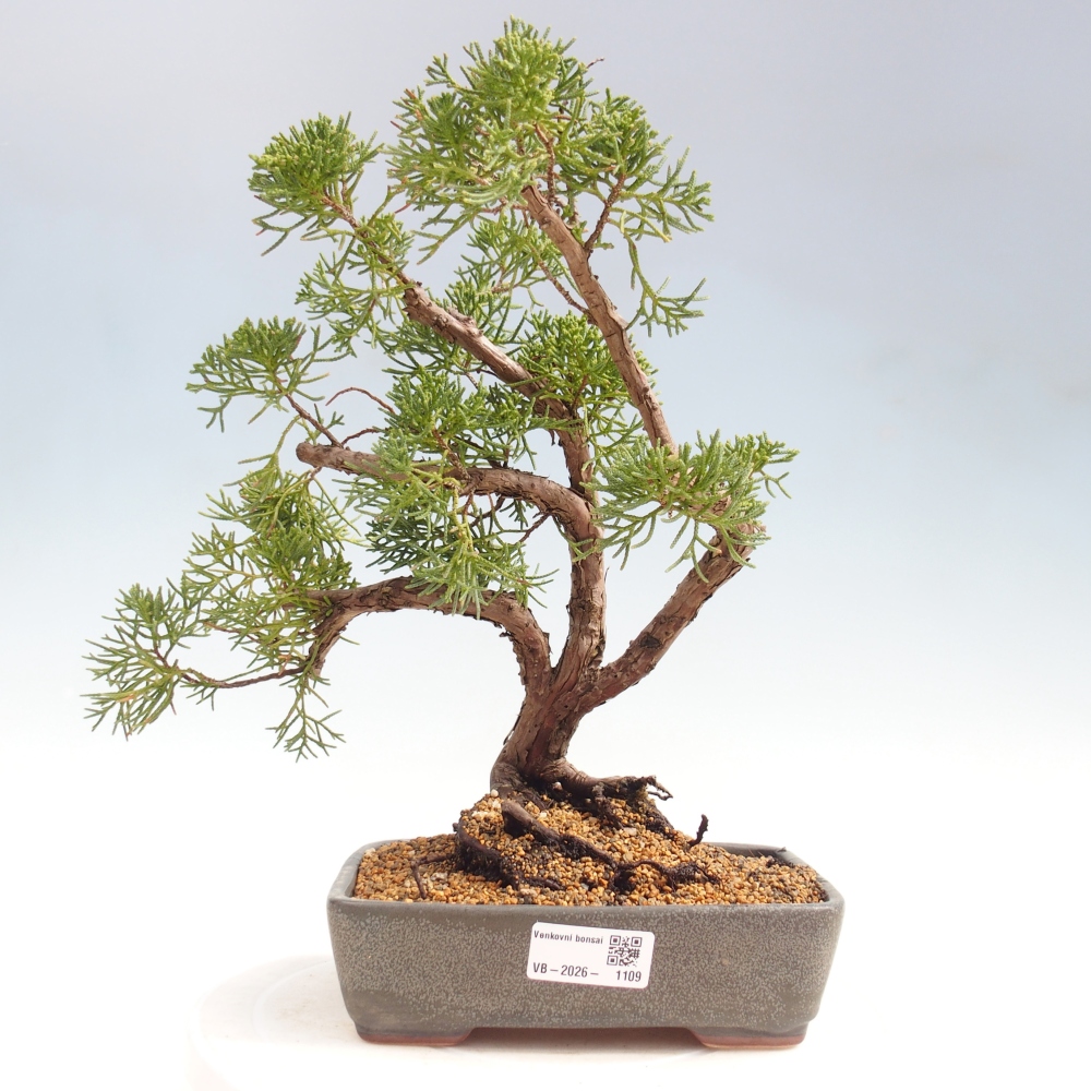 Outdoor bonsai - Juniperus chinensis Kishu