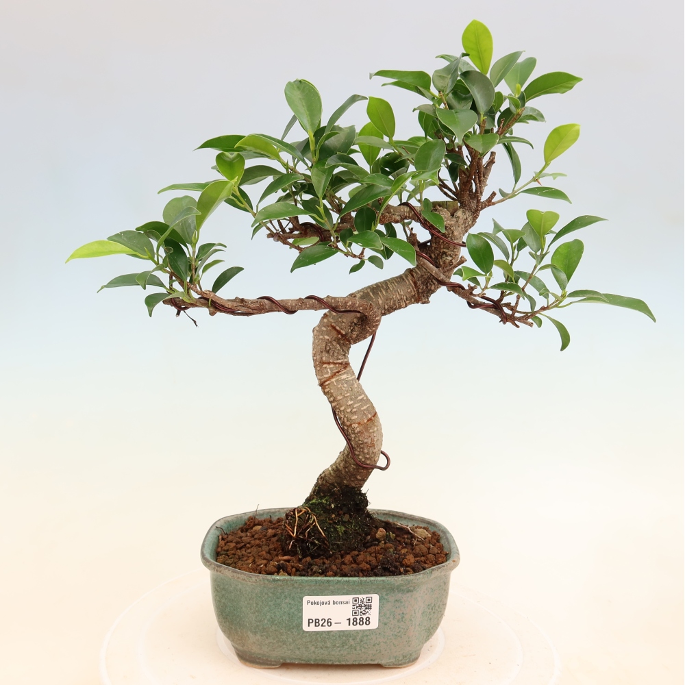 Room bonsai - Ficus retusa - small-leaved ficus