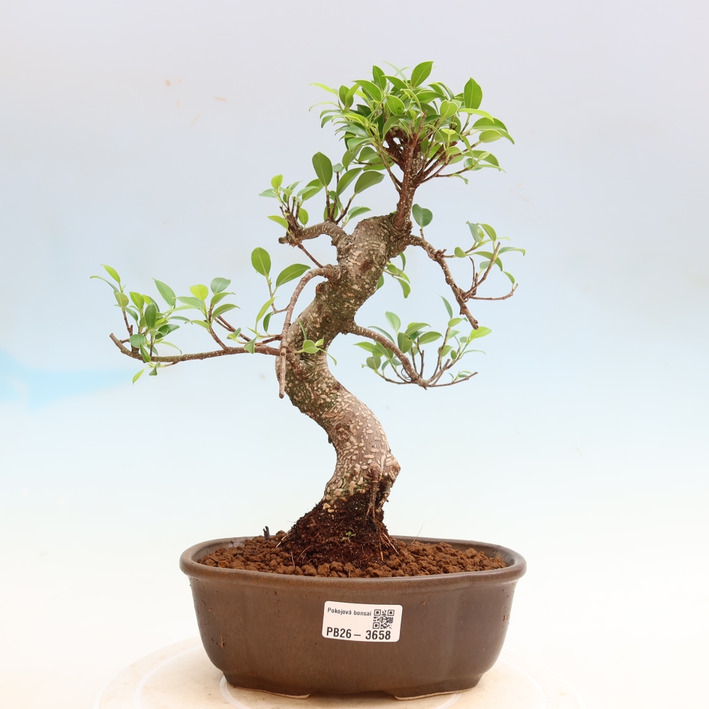 Room bonsai - Ficus kimmen - small-leaved ficus